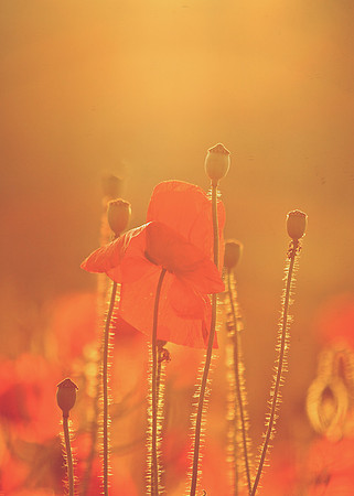 a sizzling summer evening III