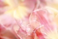 tulpen
