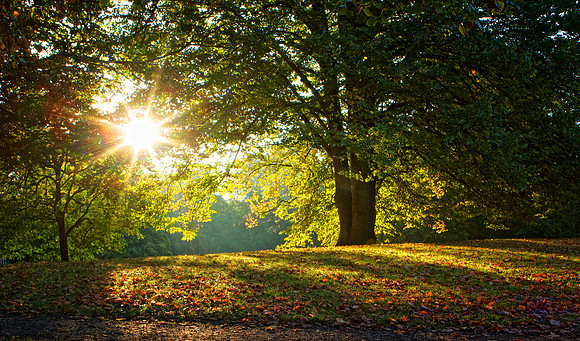 Sunday Rays