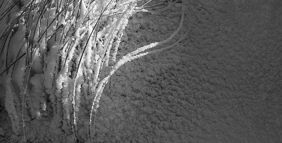 wintershadows I
