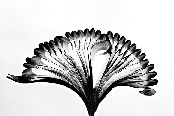papercurls I