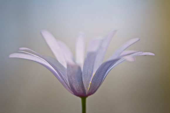 purple delight