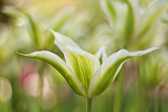 it's all about green