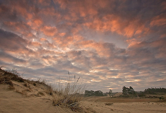 Kootwijkerzand ontwaakt 3