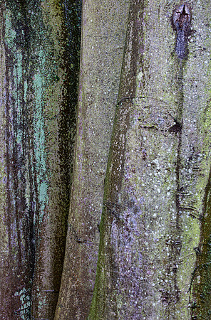 colors of the trees