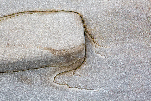 the whale
