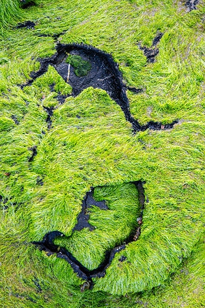 cracks in the green I