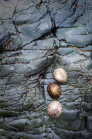 Limpet trio
