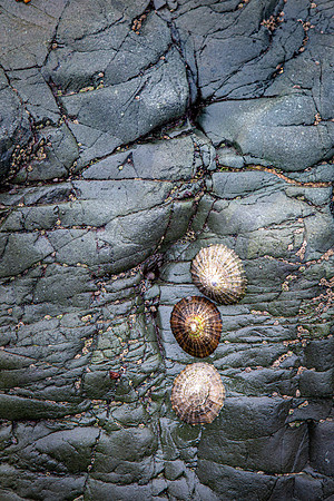Limpet trio