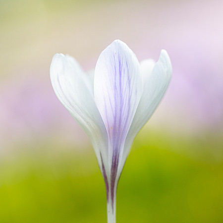 let the spring begin