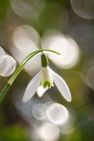 sparkling spring