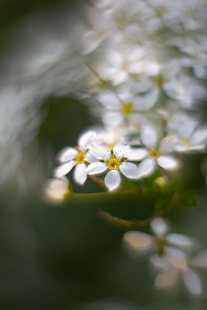 swirly spring