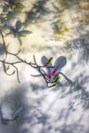 where magnolia grows...