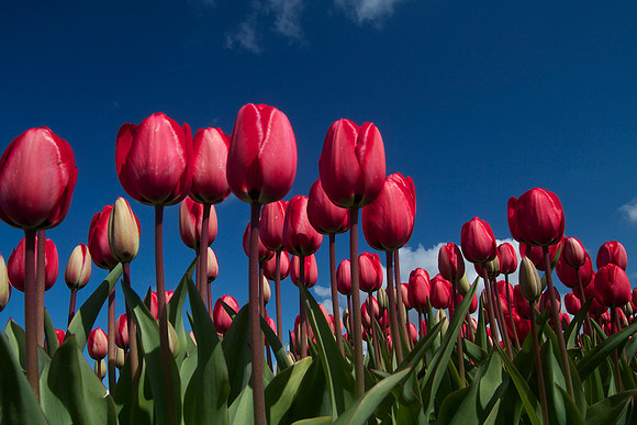 I love Holland 3