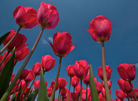 tulips..5