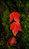 red trio
