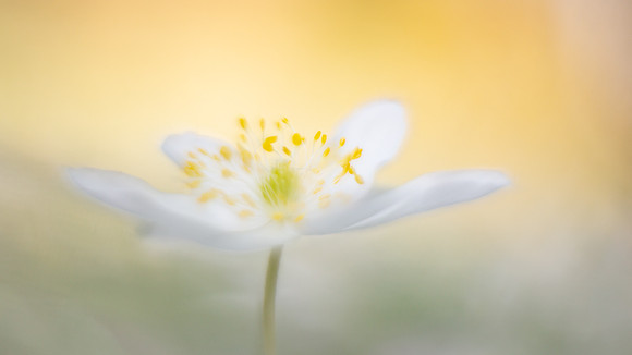 sweet anemone II