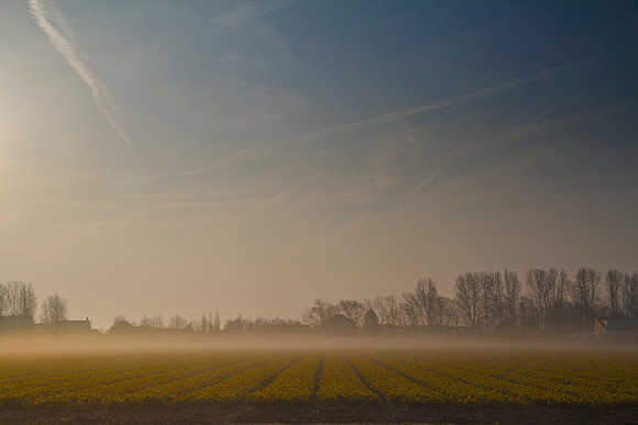 bollenstreek ontwaakt 2