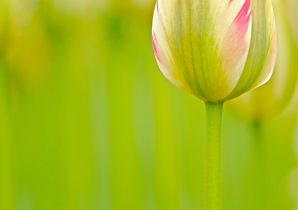 green tenderness