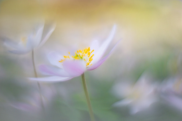 sweet anemones