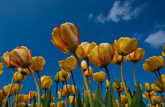 tulips..4