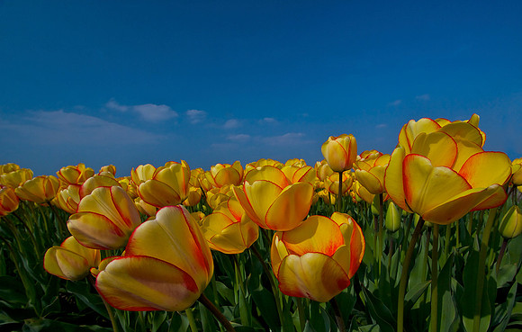 tulips..6