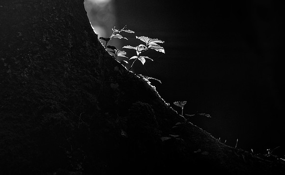 chasing the light