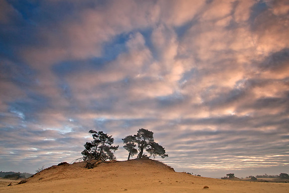 kootwijker zand ontwaakt 5