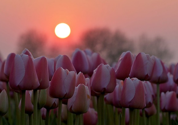 tulips..3