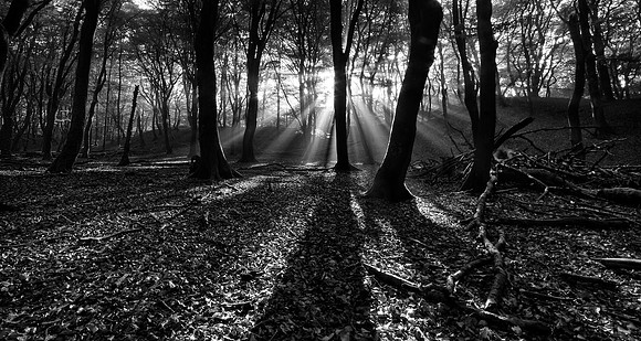 Speulders Paradise III