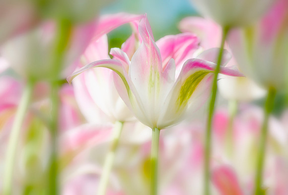 fresh spring