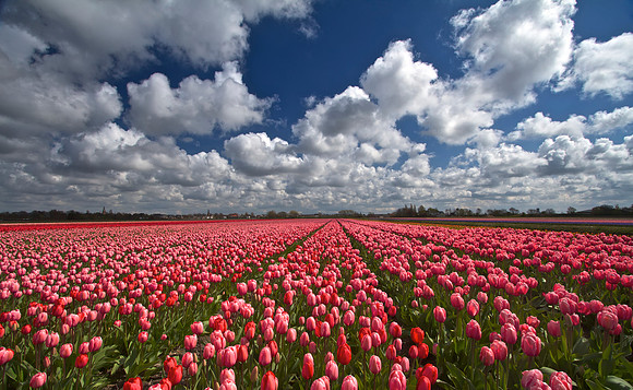 I love holland 1